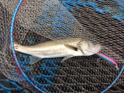 フッコ（マルスズキ）の釣果