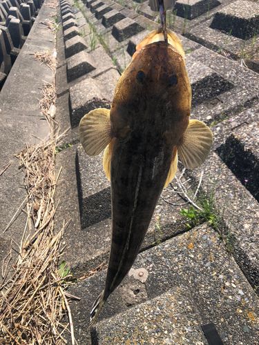 マゴチの釣果