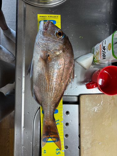 マダイの釣果