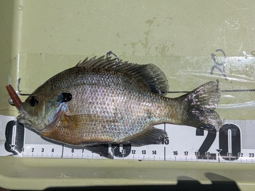 ブルーギルの釣果