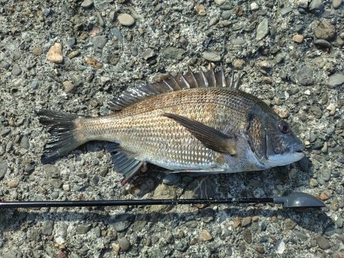 チヌの釣果