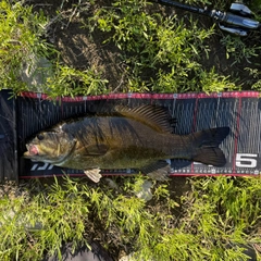 スモールマウスバスの釣果