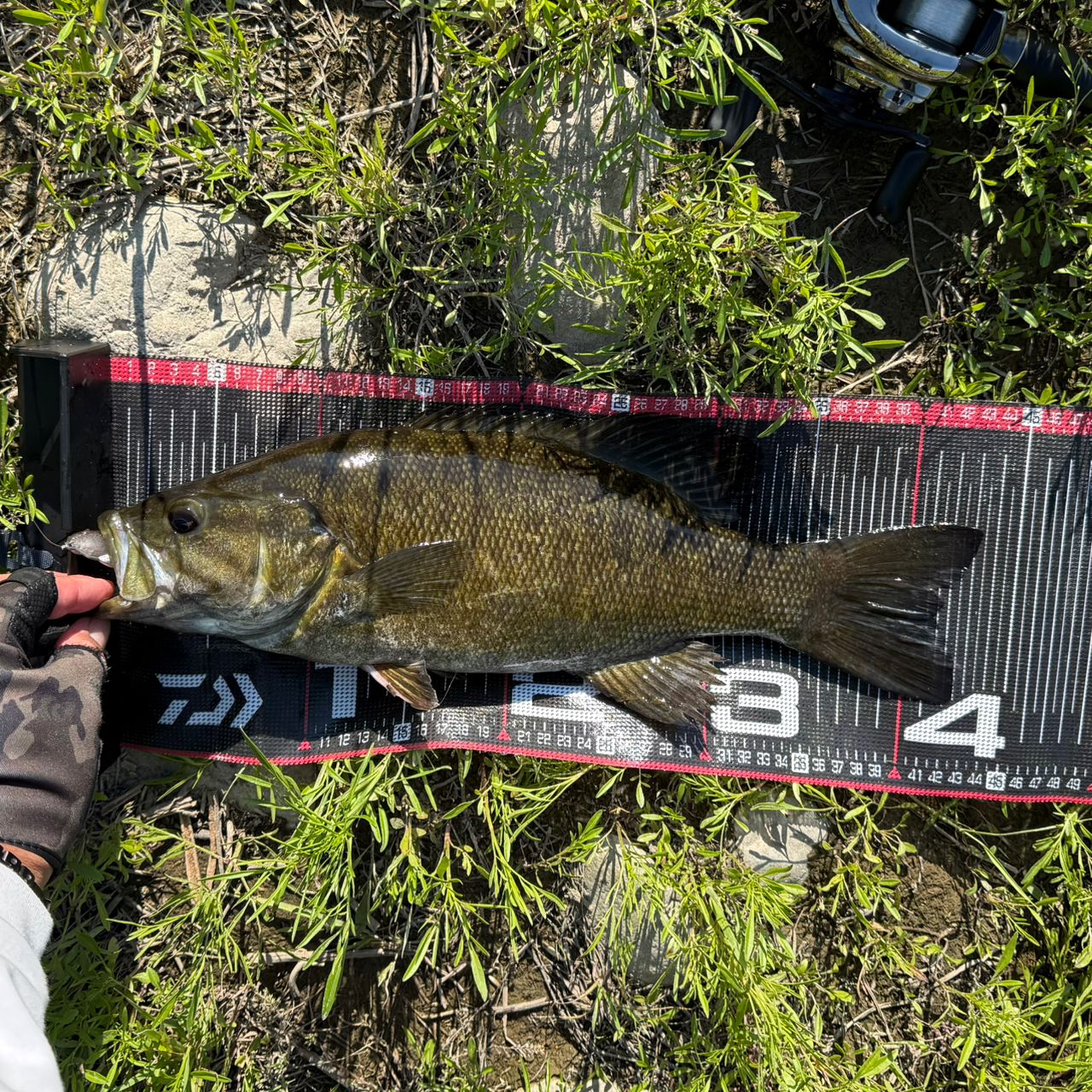 SHIMANO 20ポイズンアルティマ 5ピース 174MH+-5の最安値・インプレ