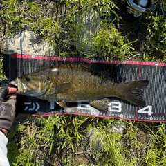 スモールマウスバスの釣果