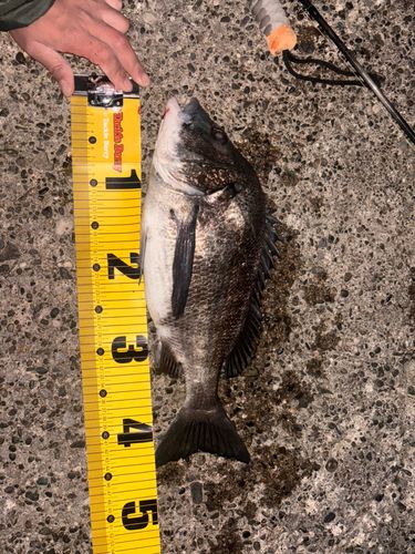 クロダイの釣果
