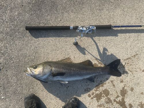 マルスズキの釣果