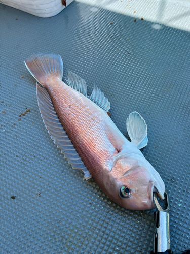 シロアマダイの釣果