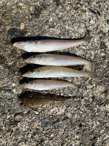 キスの釣果