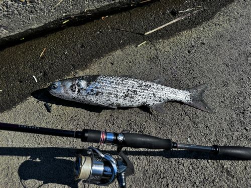 ボラの釣果