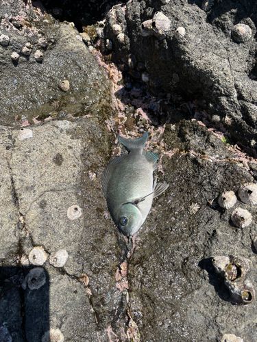 メジナの釣果