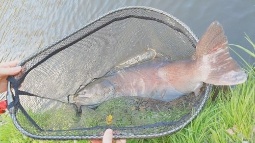イトウの釣果