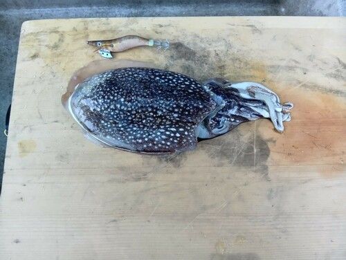 シリヤケイカの釣果