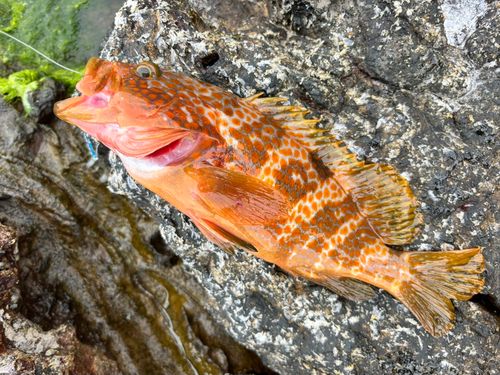 アコウの釣果