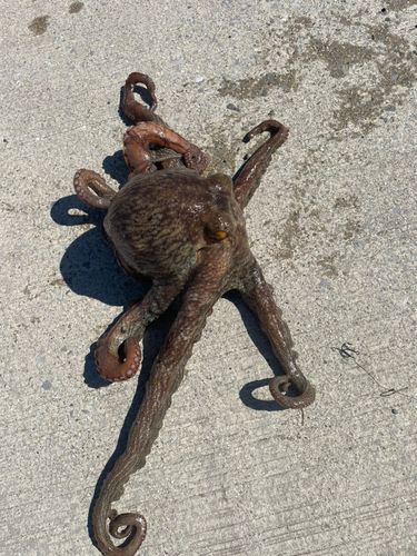 マダコの釣果