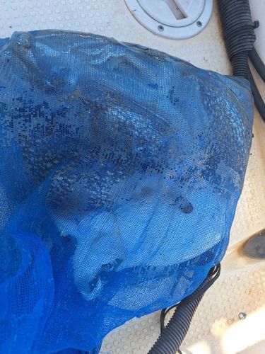 コウイカの釣果