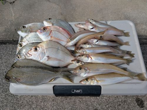 キスの釣果
