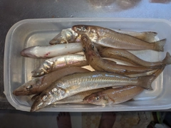 キスの釣果