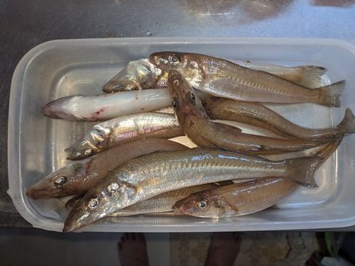 キスの釣果