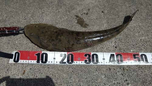 マゴチの釣果