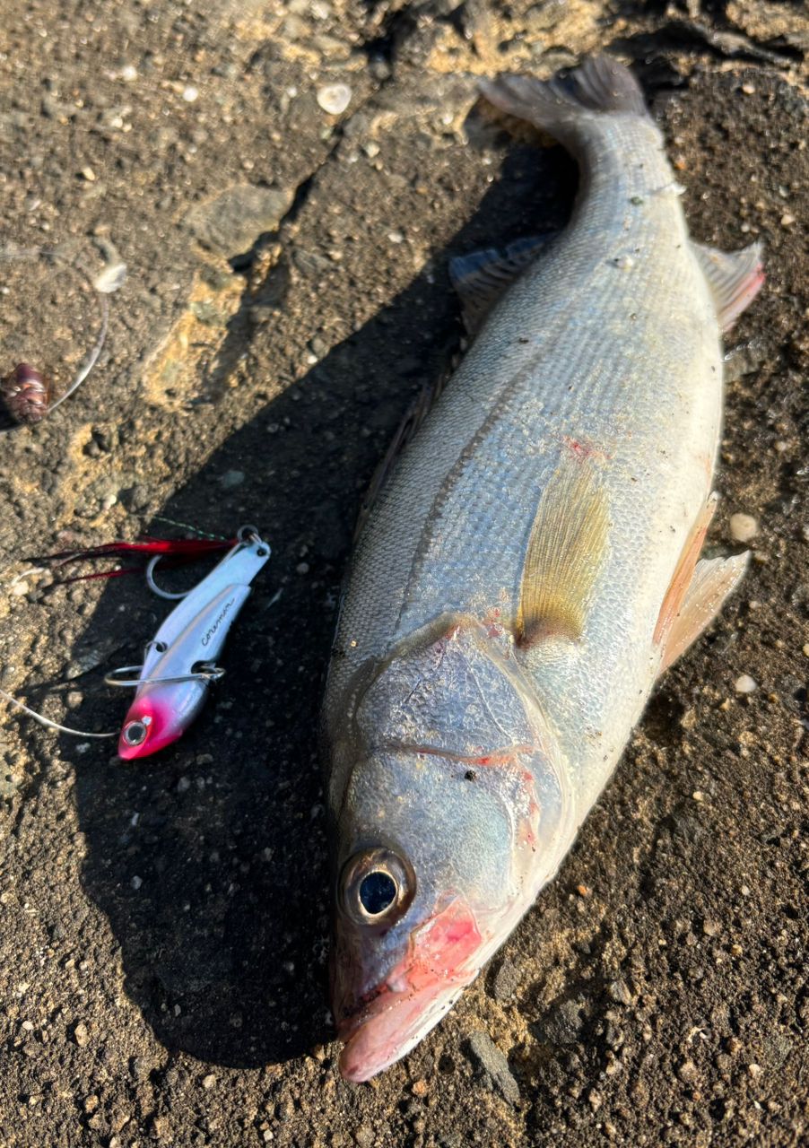 SHIMANO 23ディアルーナ B96MLの最安値・インプレ・釣果 | 本音の