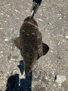 マゴチの釣果