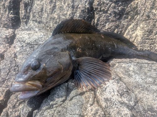 アイナメの釣果