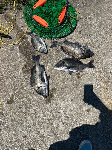 チヌの釣果