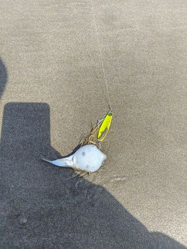 フグの釣果