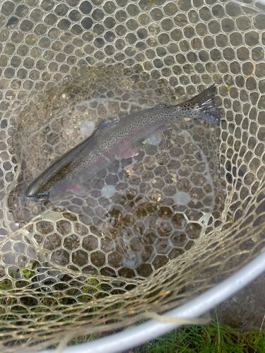 ニジマスの釣果