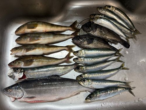 ホッケの釣果