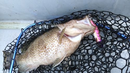 オオモンハタの釣果