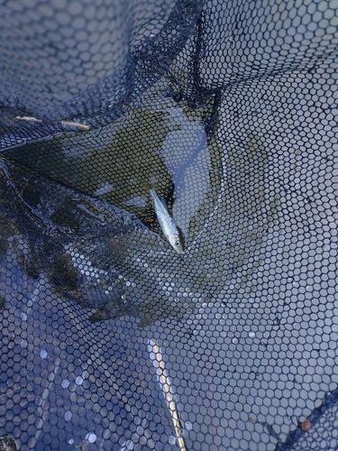 カワムツの釣果