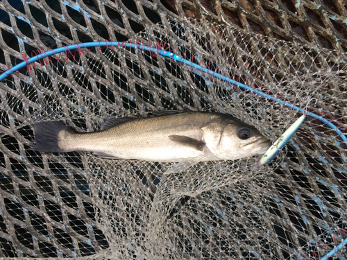 フッコ（マルスズキ）の釣果