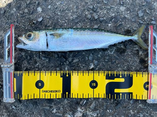 マサバの釣果