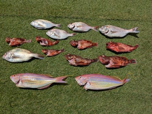 イトヨリダイの釣果