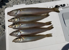 キスの釣果