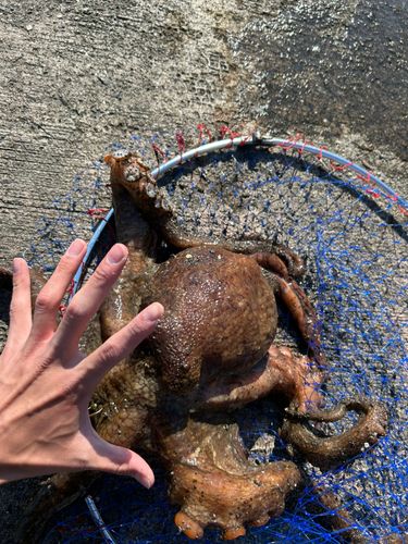 タコの釣果