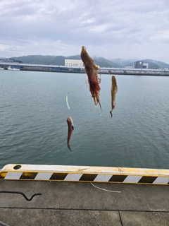 ハゼの釣果