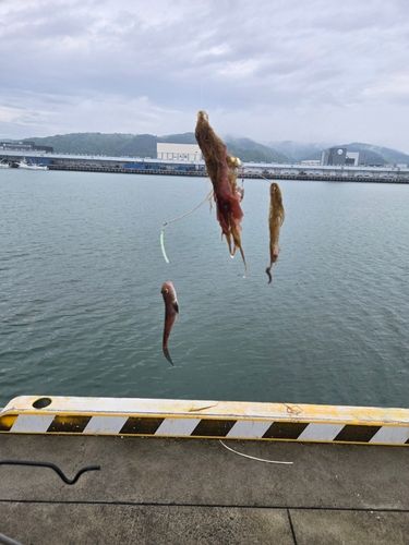 ハゼの釣果