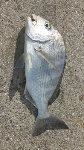 ヘダイの釣果