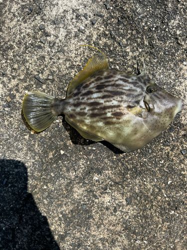 カワハギの釣果