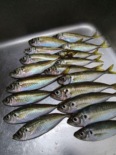 アジの釣果