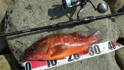 アカハタの釣果