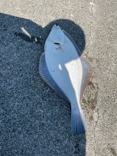 イシガレイの釣果