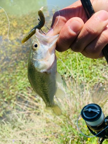 ラージマウスバスの釣果