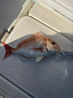 タイの釣果