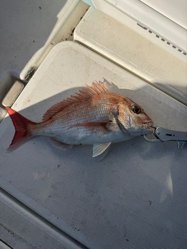 タイの釣果