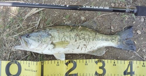ブラックバスの釣果