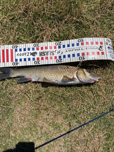 ニゴイの釣果