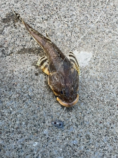 カジカの釣果